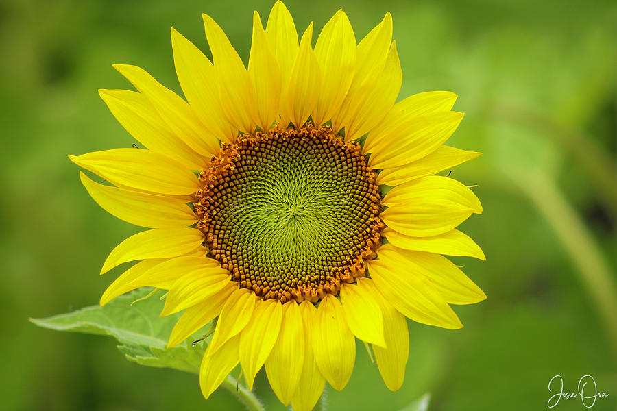 Sunflower Photograph by Josie Ova - Fine Art America