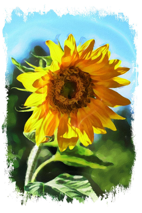 Sunflower #1 Digital Art by Karen Ruhl