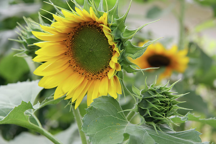 Sunflower  #1 Photograph by Kathy Bassett