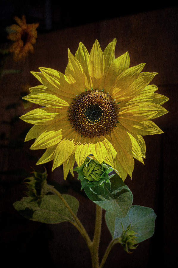 Sunflower Photograph by Lou Novick