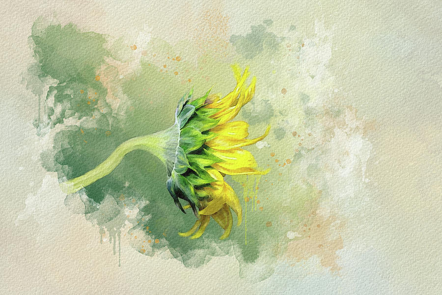 Sunflower #1 Digital Art by Mary Timman