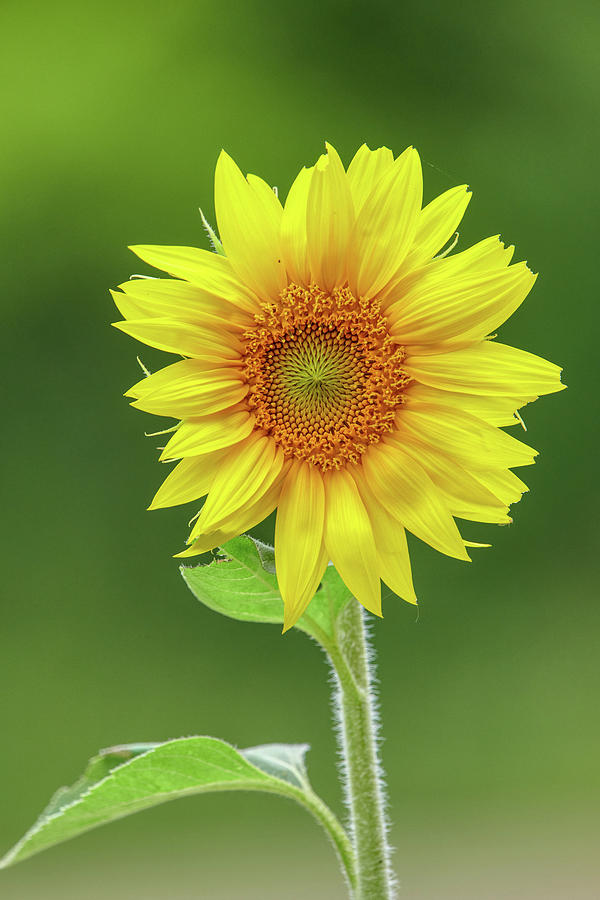 Sunflower #1 Photograph by Paul Freidlund