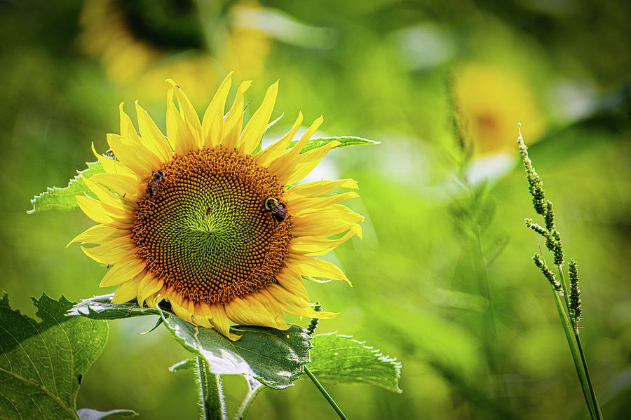 Sunflower #1 Photograph by Randy Bayne