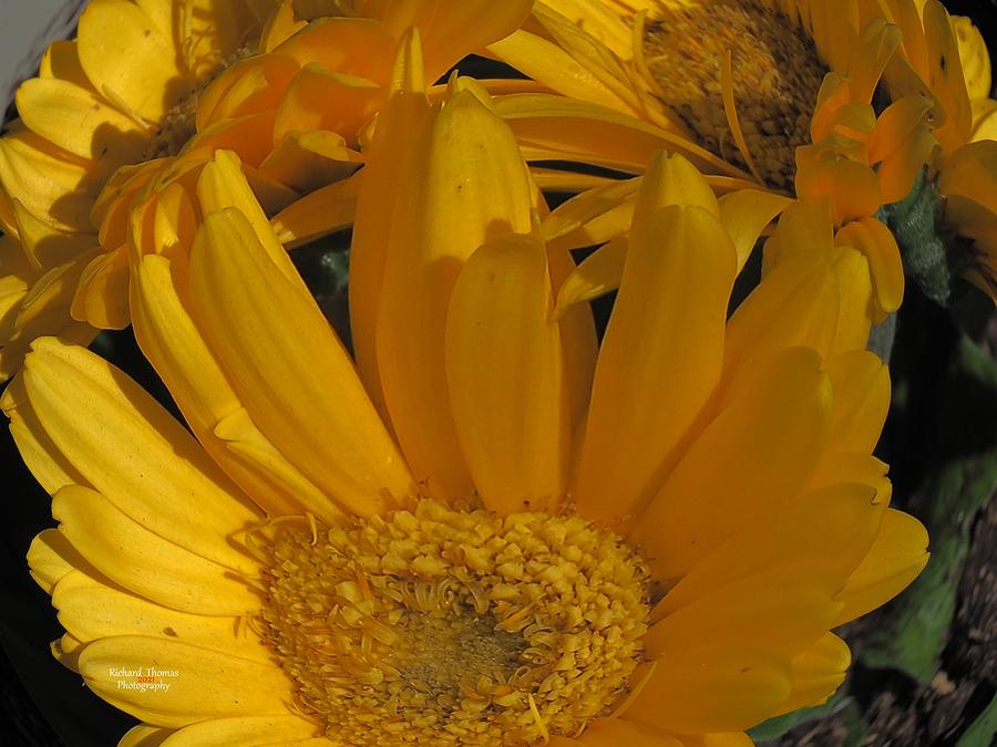 Sunflower #1 Photograph by Richard Thomas