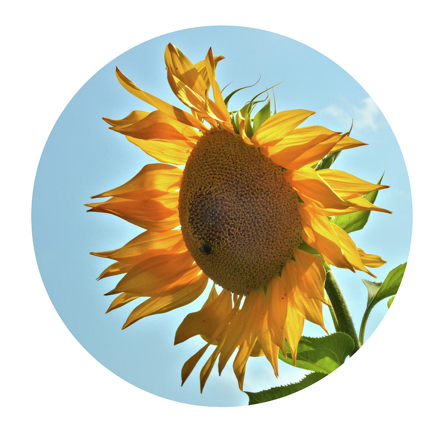 Sunflower #1 Photograph by Robert Bissett