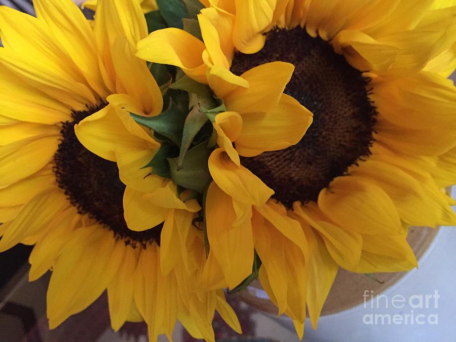 Sunflower Series 1-1 #1 Photograph by J Doyne Miller