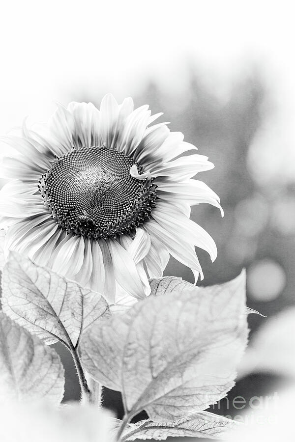Sunflower #1 Photograph by Sharon Mau