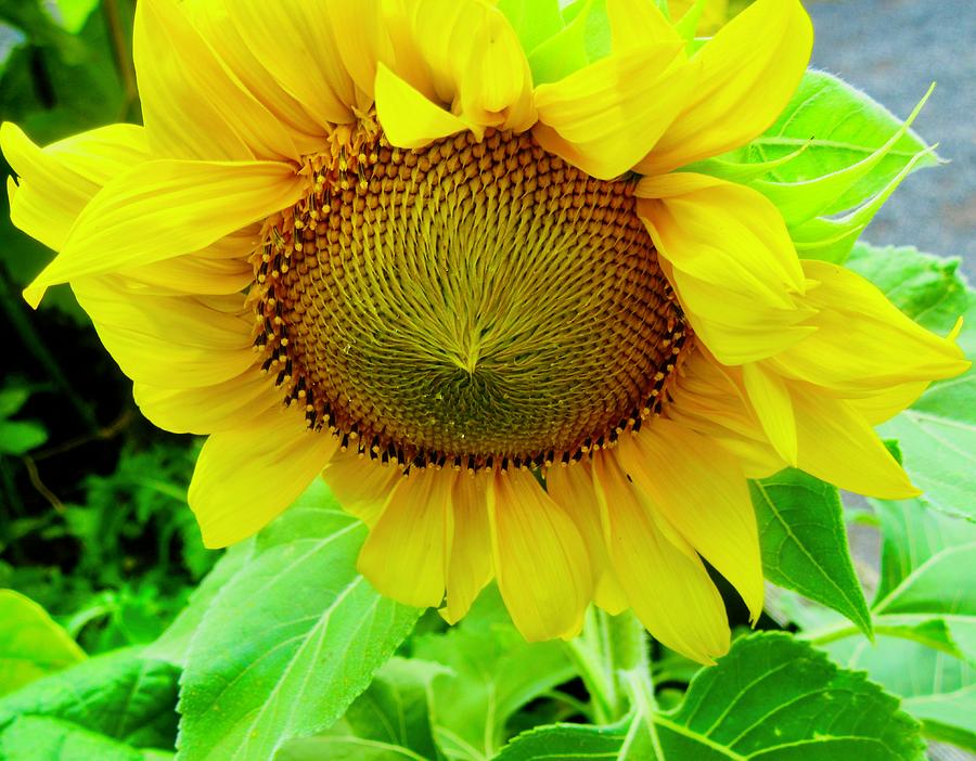 Sunflower #1 Photograph by Stephanie Moore