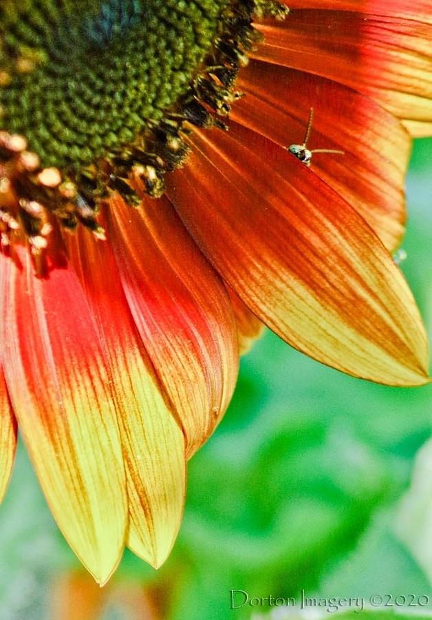 Sunflower  #1 Photograph by Stephen Dorton