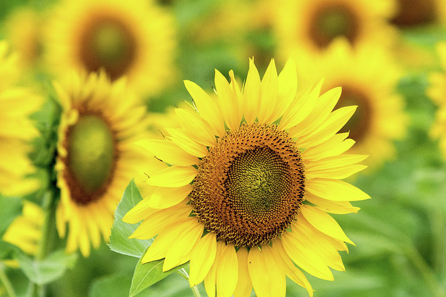 Sunflower #1 Photograph by Steve Stuller