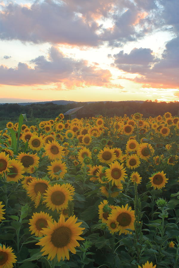 Sunflower Sunset Photograph By John Burk Fine Art America 8074