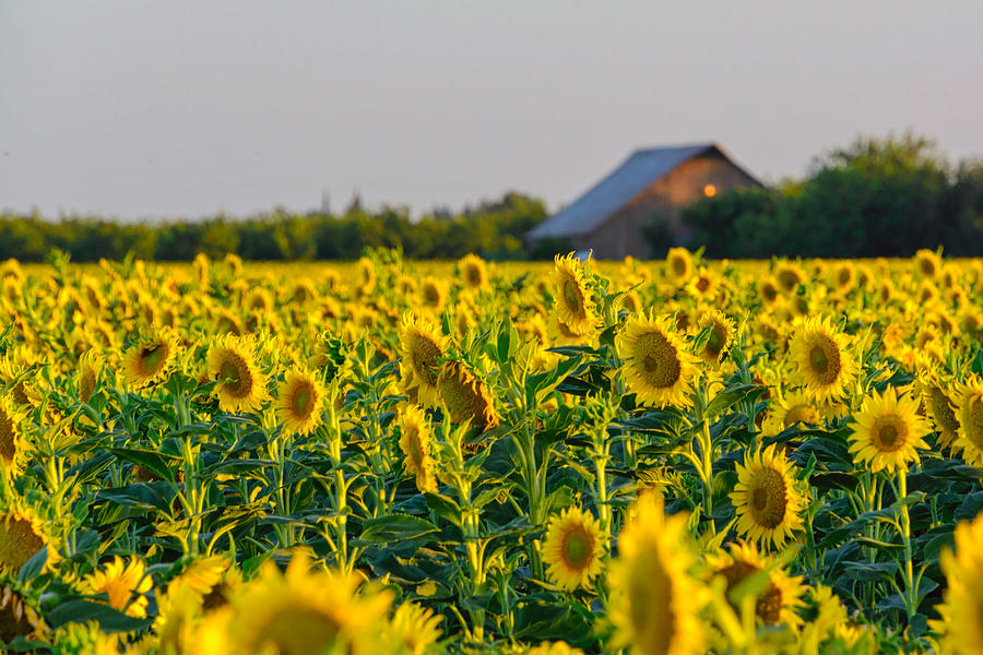 Sunflower Sunset #1 Photograph by Steph Gabler