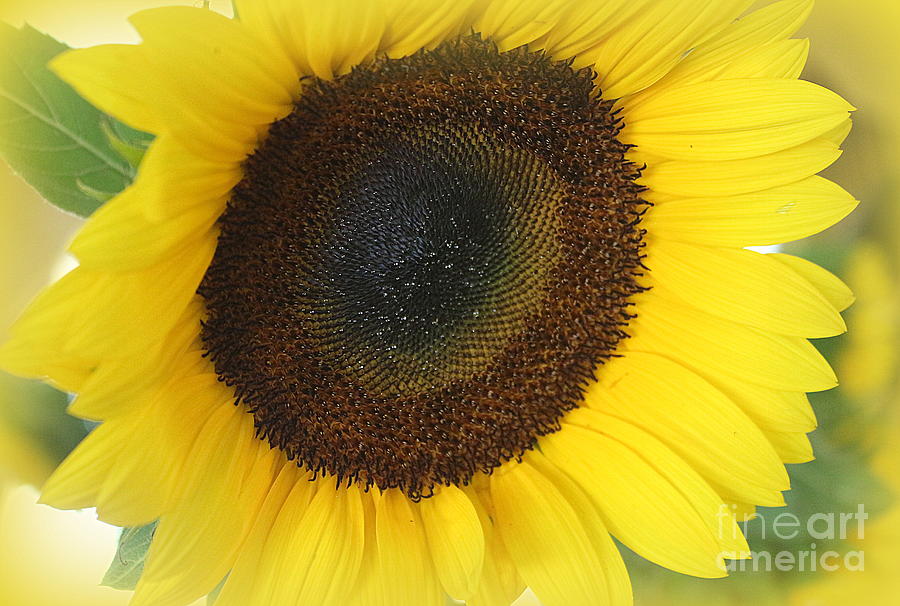 Sunflower Sunshine #2 Photograph by Dora Sofia Caputo