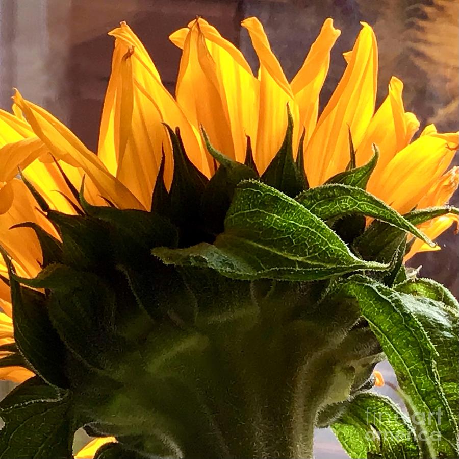 Sunflower Sunshine Photograph by Joan-Violet Stretch