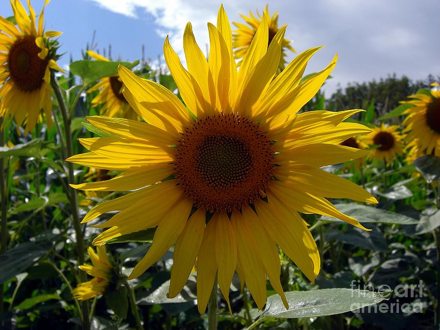 Sunflower #1 Photograph by Thomas Schroeder