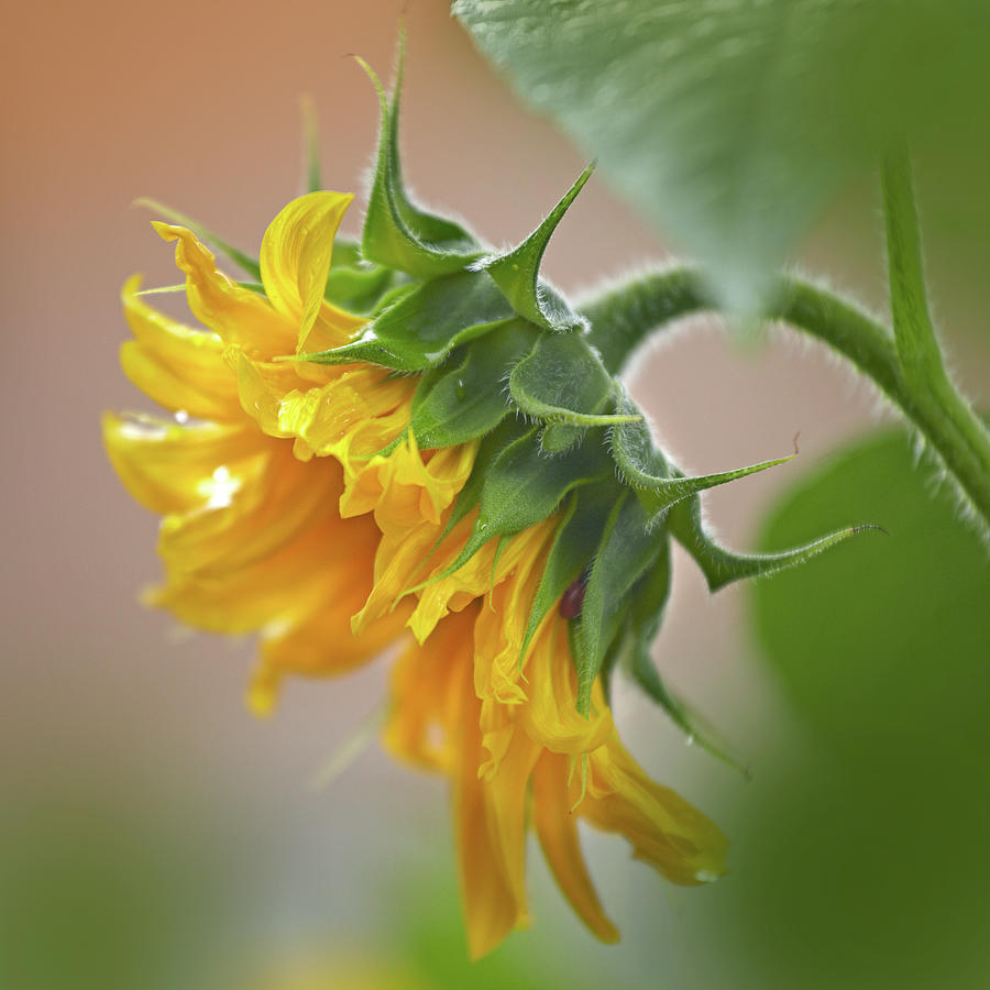 Sunflower Photograph - Sunflower #1 by Tim Fitzharris