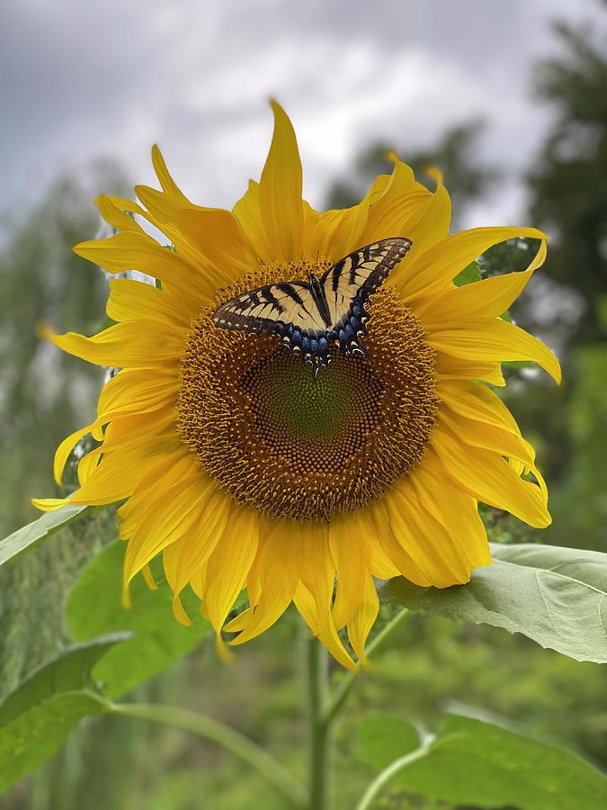 Sunflower with Butterfly Photograph by Melisa Hobrath | Fine Art America