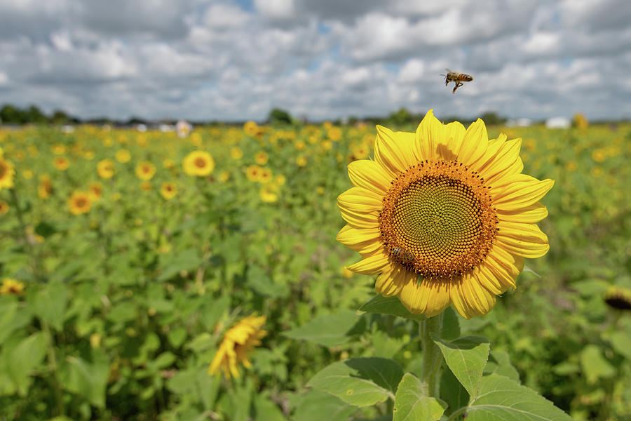 Sunflower with Honeybee Photograph by Carolyn Hutchins