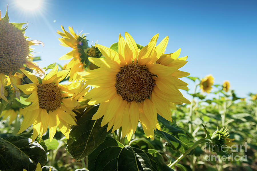 Sunflowers Against A Blue Sky Photograph