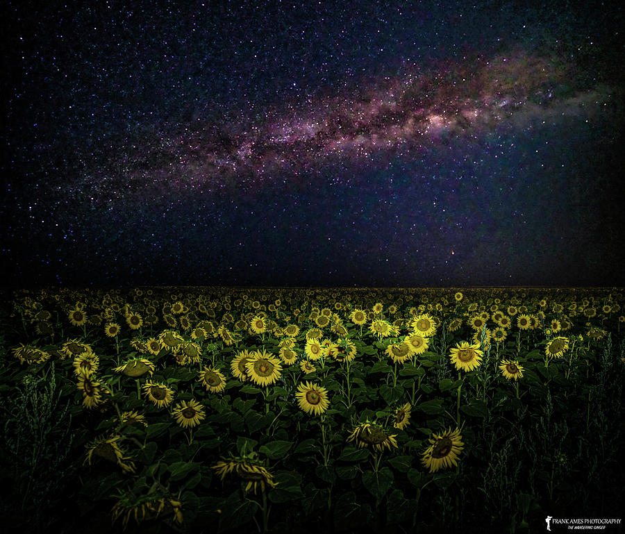 Sunflowers and Stars Photograph by Franklin Ames - Fine Art America