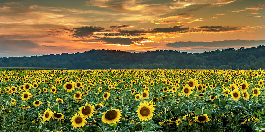 Sunflowers at Sunset #1 Photograph by Harold Rau