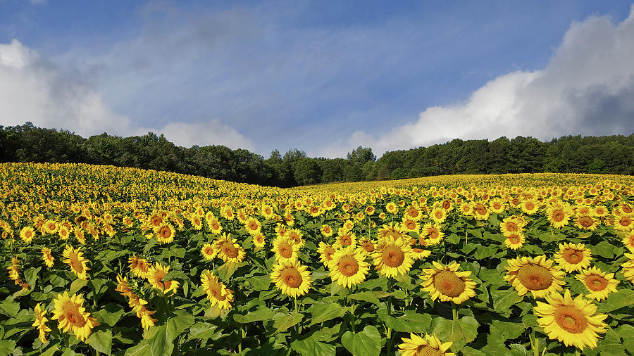 Sunflowers #1 Photograph by Brook Burling