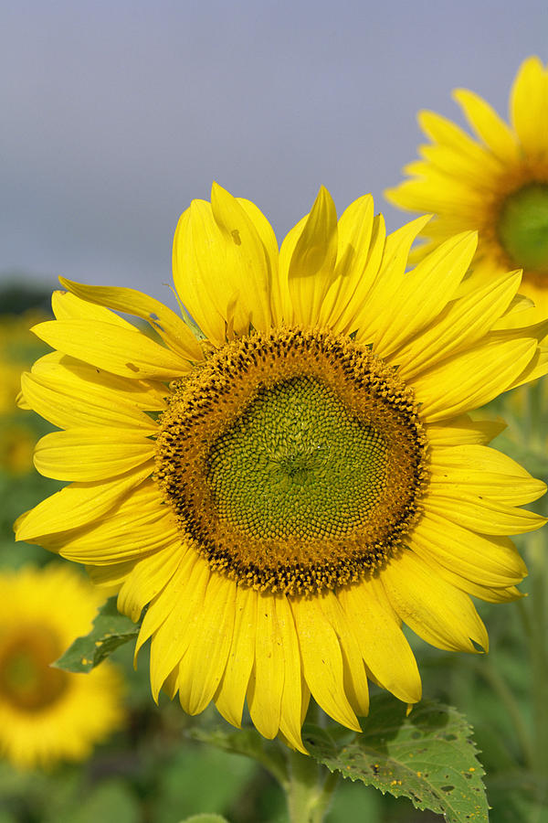 Sunflowers #1 Photograph by Comstock Images