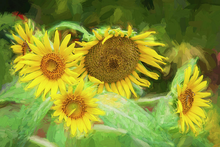 Sunflowers  Helianthus X131 #2 Photograph by Rich Franco