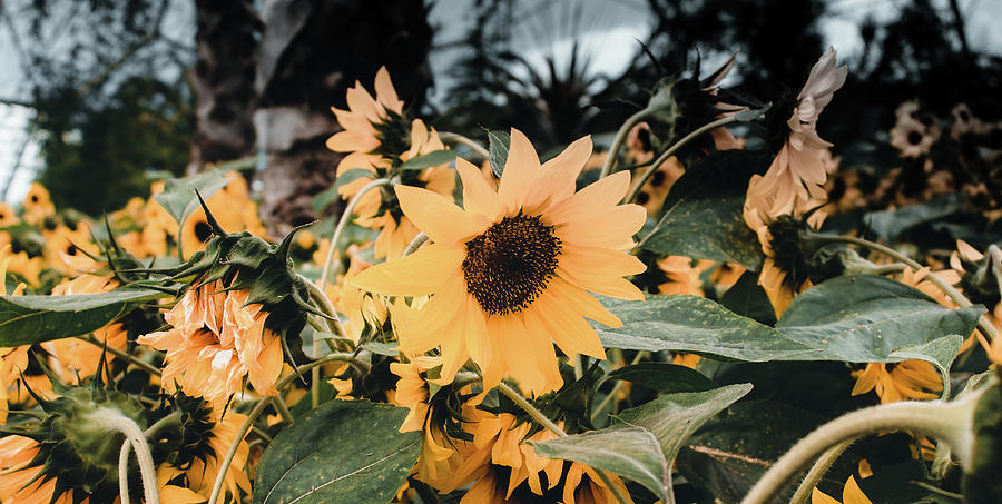Sunflowers In Bloom Photograph