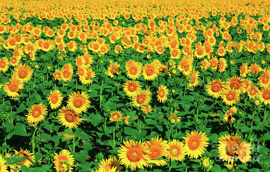 Sunflowers in full bloom #1 Photograph by Peter Noyce