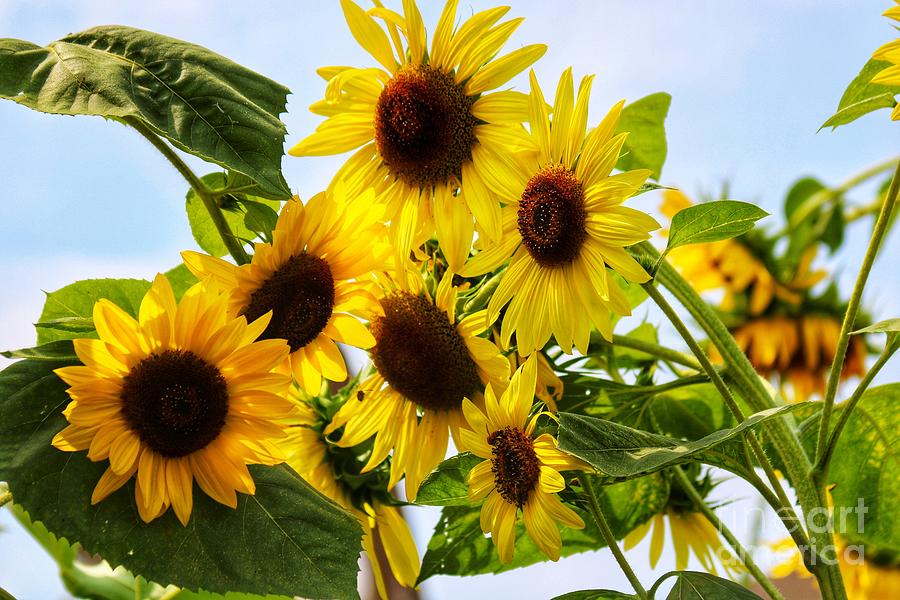 Sunflowers Photograph by LaDonna McCray - Fine Art America