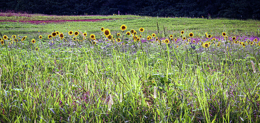 Sunflowers #1 Photograph by Randy Bayne
