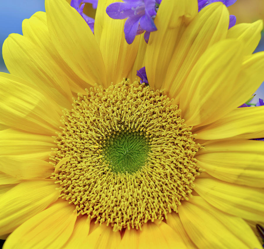 Nature Photograph - Sunflowers #1 by Tim Fitzharris