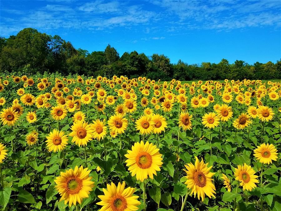 Sunflowers #1 Photograph by Vijay Sharon Govender