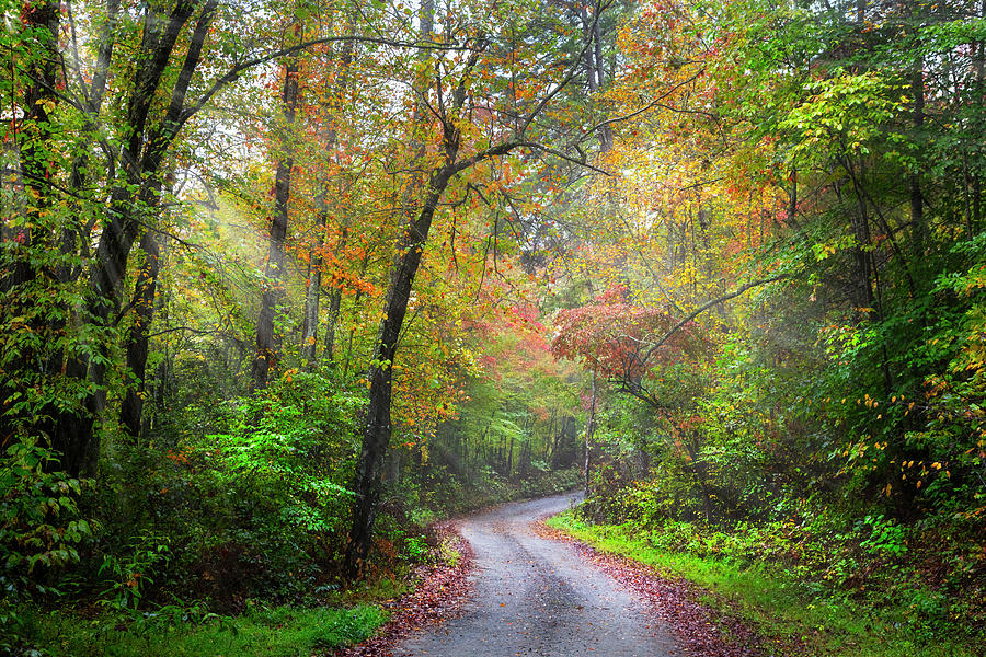 Sunlit Autumn Trails Photograph by Debra and Dave Vanderlaan