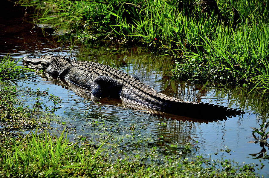 Sunning Alligator Photograph by Gary Ayers - Fine Art America