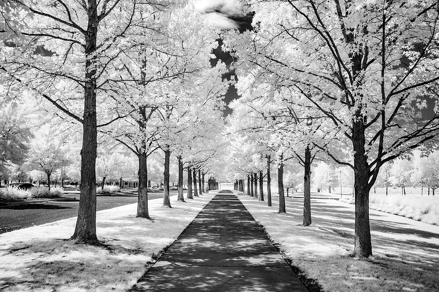 Sunny Path by Harold Carlson Sunny Path by Harold Carlson