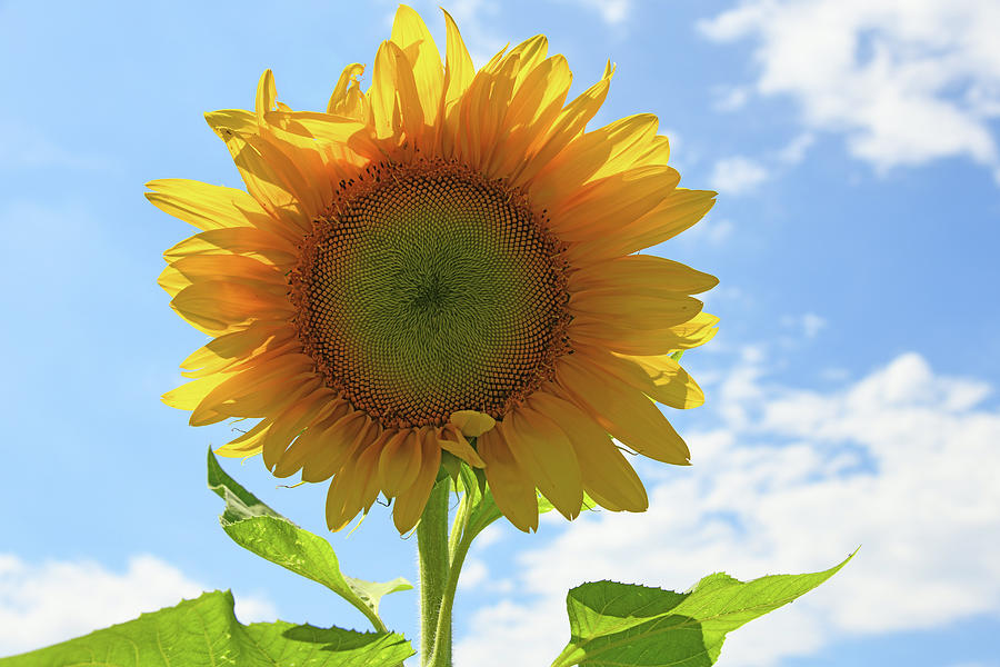 Sunny Sunflower Photograph by Robert Tubesing - Fine Art America