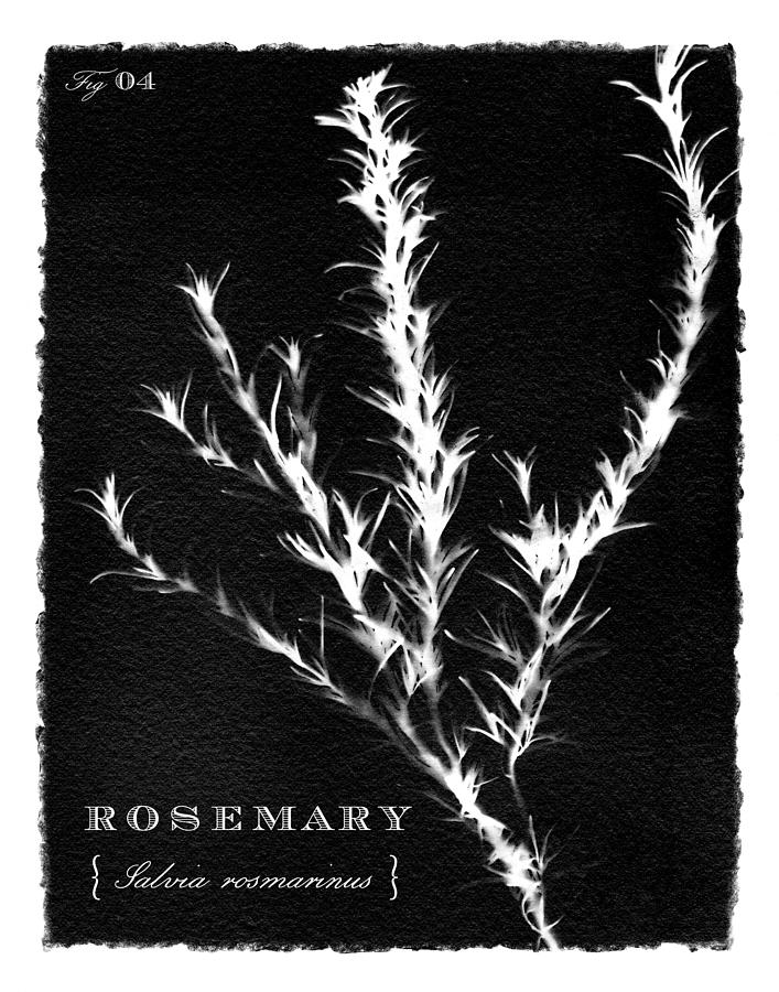 Sunprinted Herbs in Black - Rosemary - Art by Jen Montgomery Painting by Jen Montgomery