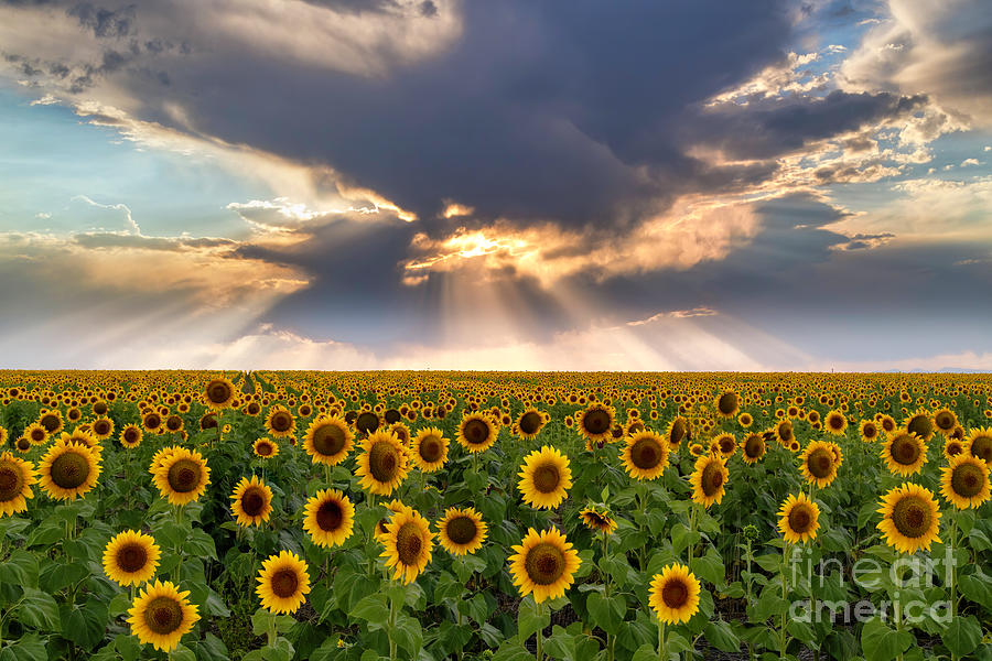 Sunset Photograph - Sunrays and Sunflowers #1 by Ronda Kimbrow