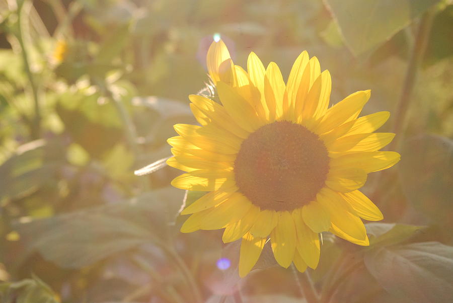 Sunrich Orange Sunflower Photograph