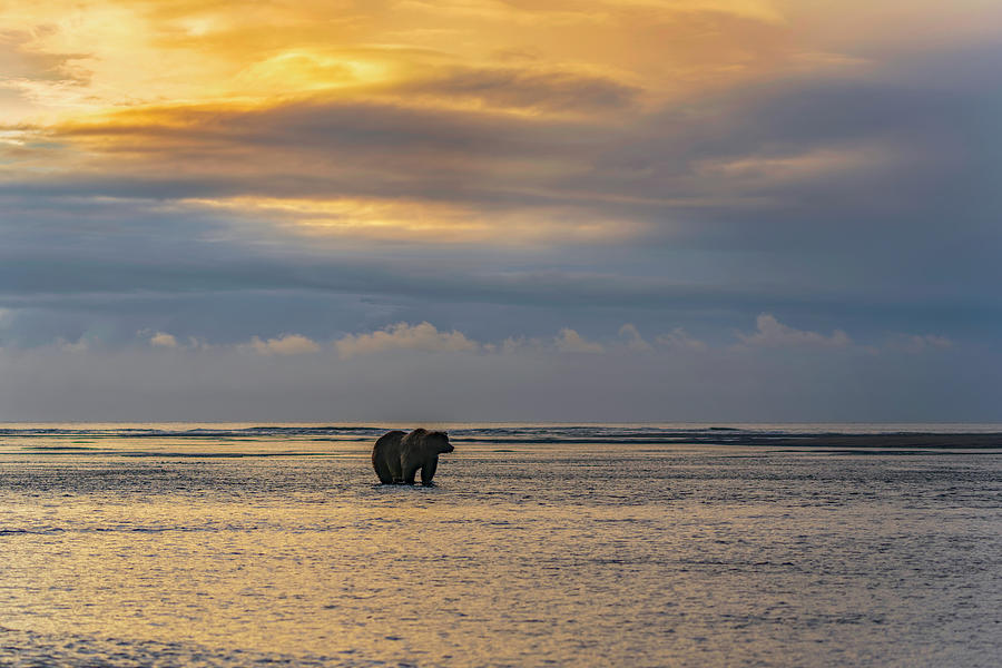 Sunrise Brown Bear Photograph by Angie Birmingham - Fine Art America