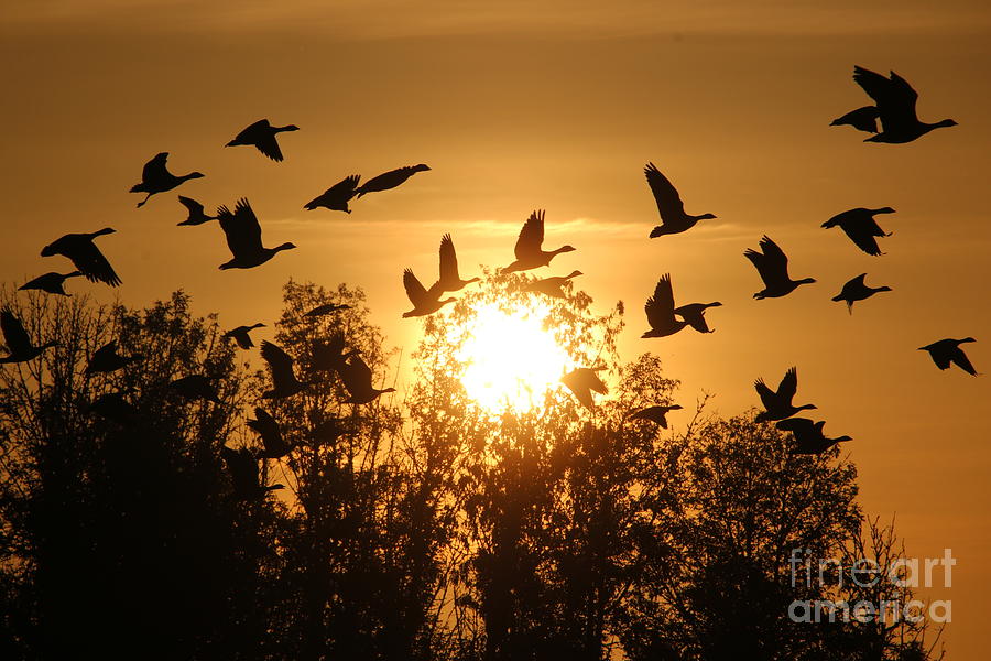 Bird Photograph - Sunrise Flight #1 by Nick Gustafson