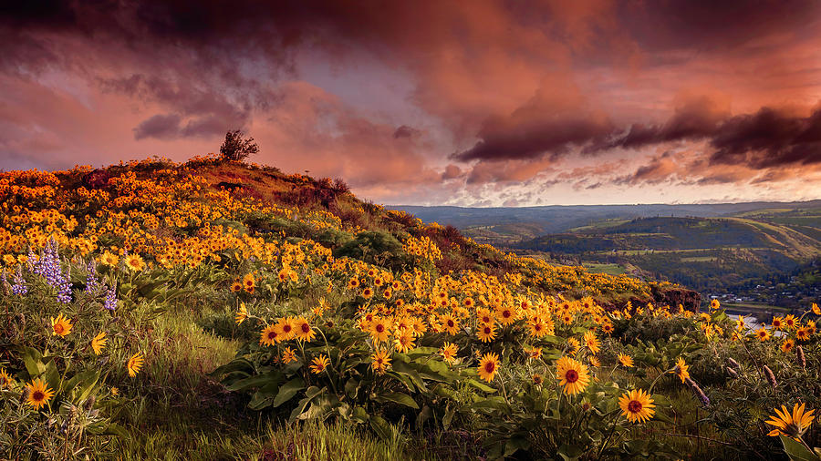 Rowena Crest Sunrise Photograph by Wes and Dotty Weber