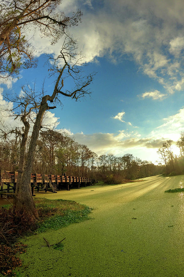 Sunrise on the Bayou Vertical Format Photograph by Sandra J's - Fine ...