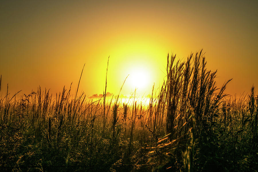 Beauty Photograph - Sunrise Over a Fog-Covered Field by Ric Schafer Beauty Photograph - Sunrise Over a Fog-Covered Field by Ric Schafer