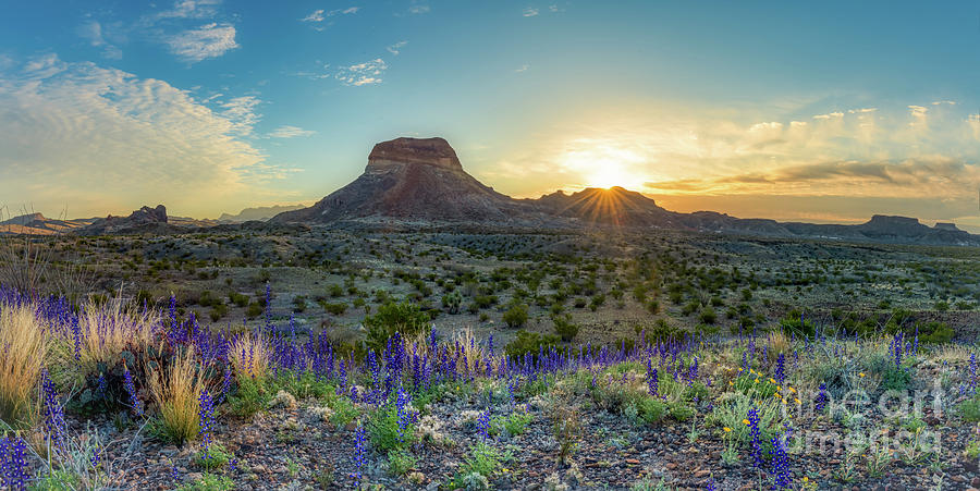 Sunrise over Big Bend Bluebonnets  Photograph by Bee Creek Photography - Tod and Cynthia