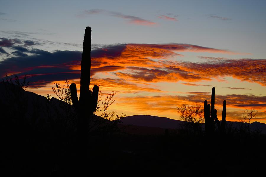 Sunrise with Cactus Photograph by Hella Buchheim | Fine Art America