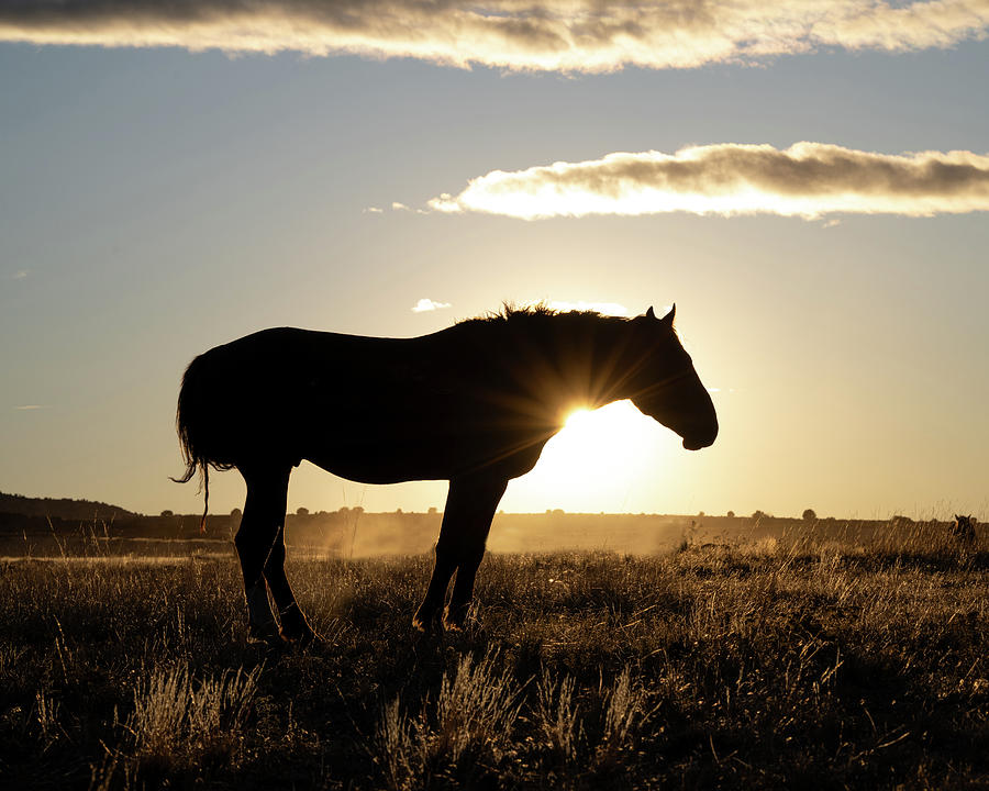 Sunset and Wild Horse #1 Photograph by Mary Hone