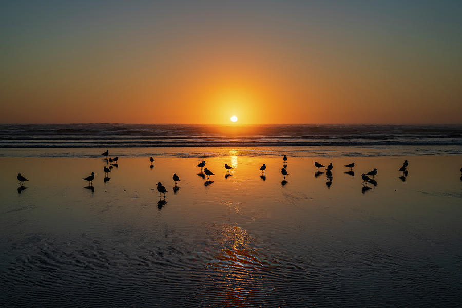 Animals Photograph - Sunset at Chapman Beach,  by Robert Potts